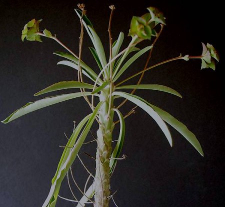 Euphorbia bubalina Boissier, Centuria Euphorbiarum 1860: 26-27